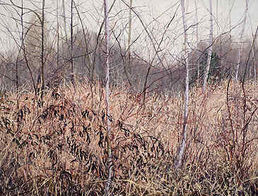 Seed Pod Thicket, 2012, 36" x 48", acrylic on canvas