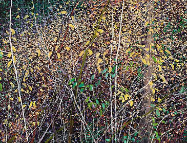 Canyon Thicket, 2024, 18" x 36", acrylic on canvas