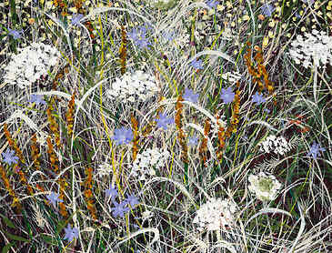 Chicory and Lace, 2025, 20" x 16", acrylic on canvas