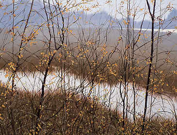 Dusk Through Autumn Leaves, 2012, 30" x 36", acrylic on canvas, SOLD