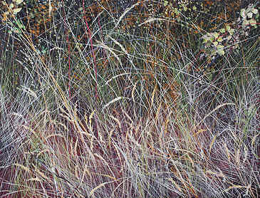 Grasses and Sedge, 2022, 30" x 40", acrylic on canvas